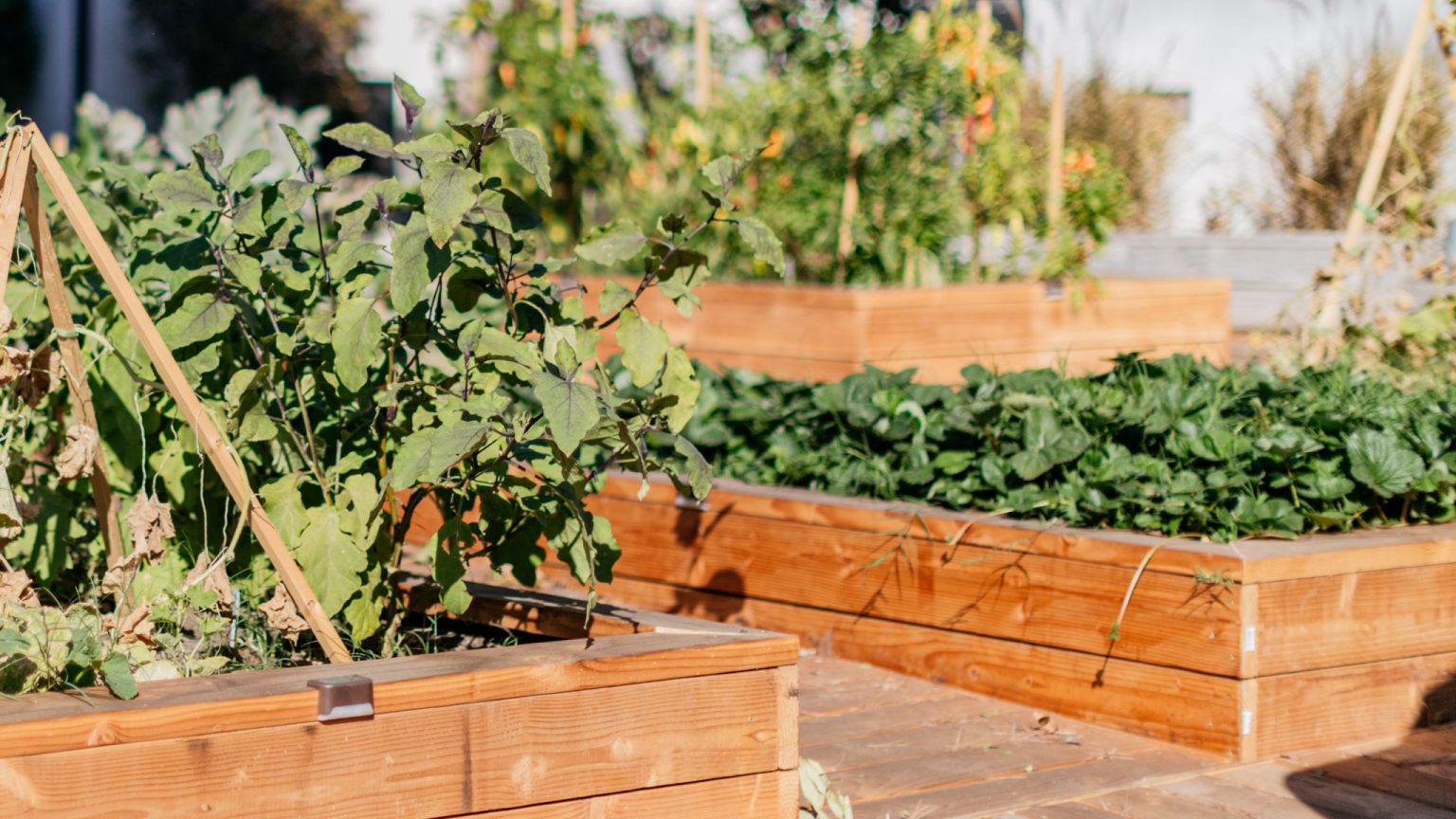 Grow Vegetation in Your Planter Box With These Tips